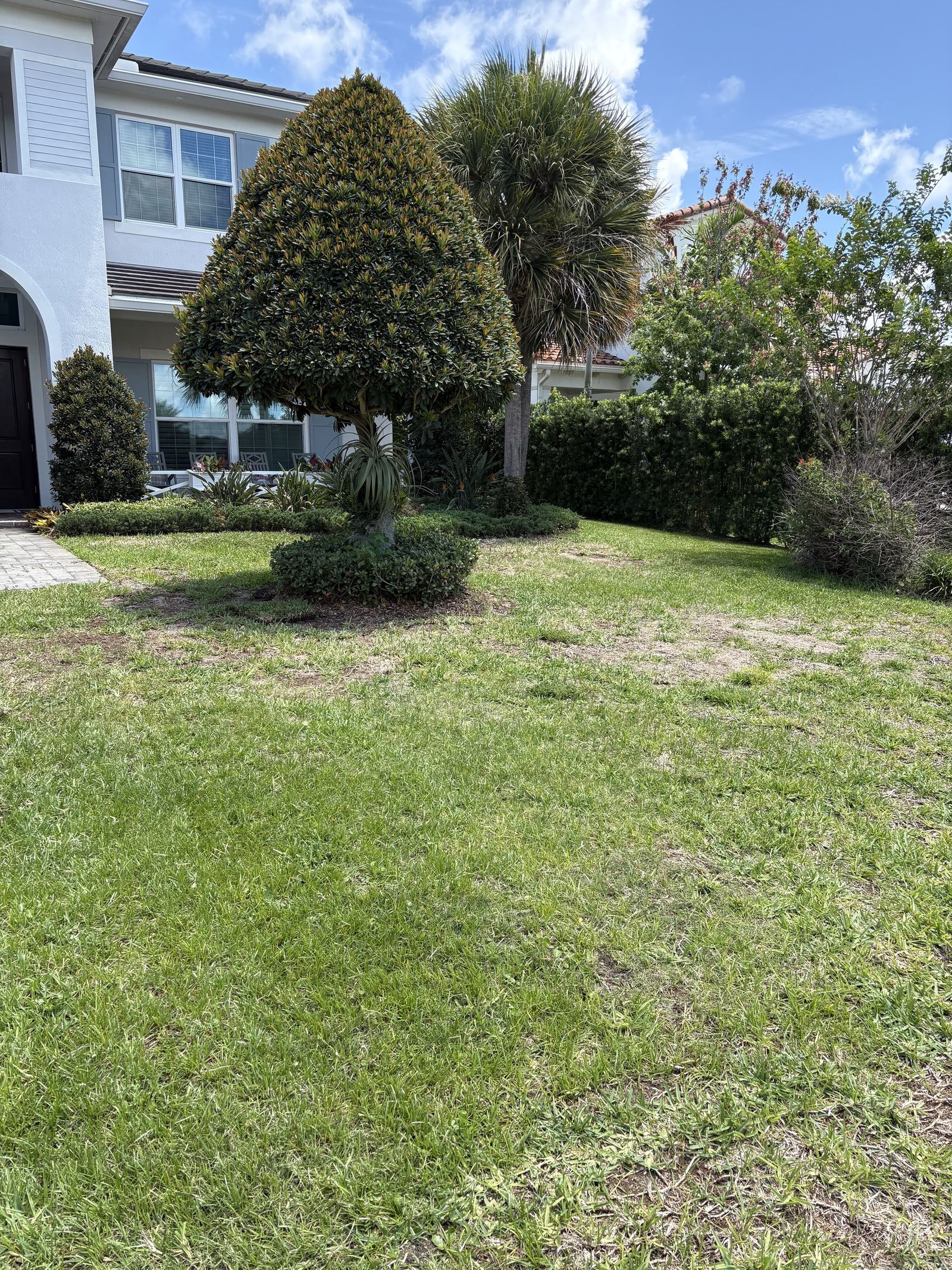 Before: residential front yard with lawn, topiary palm tree, and surrounding hedges beside a white modern house.