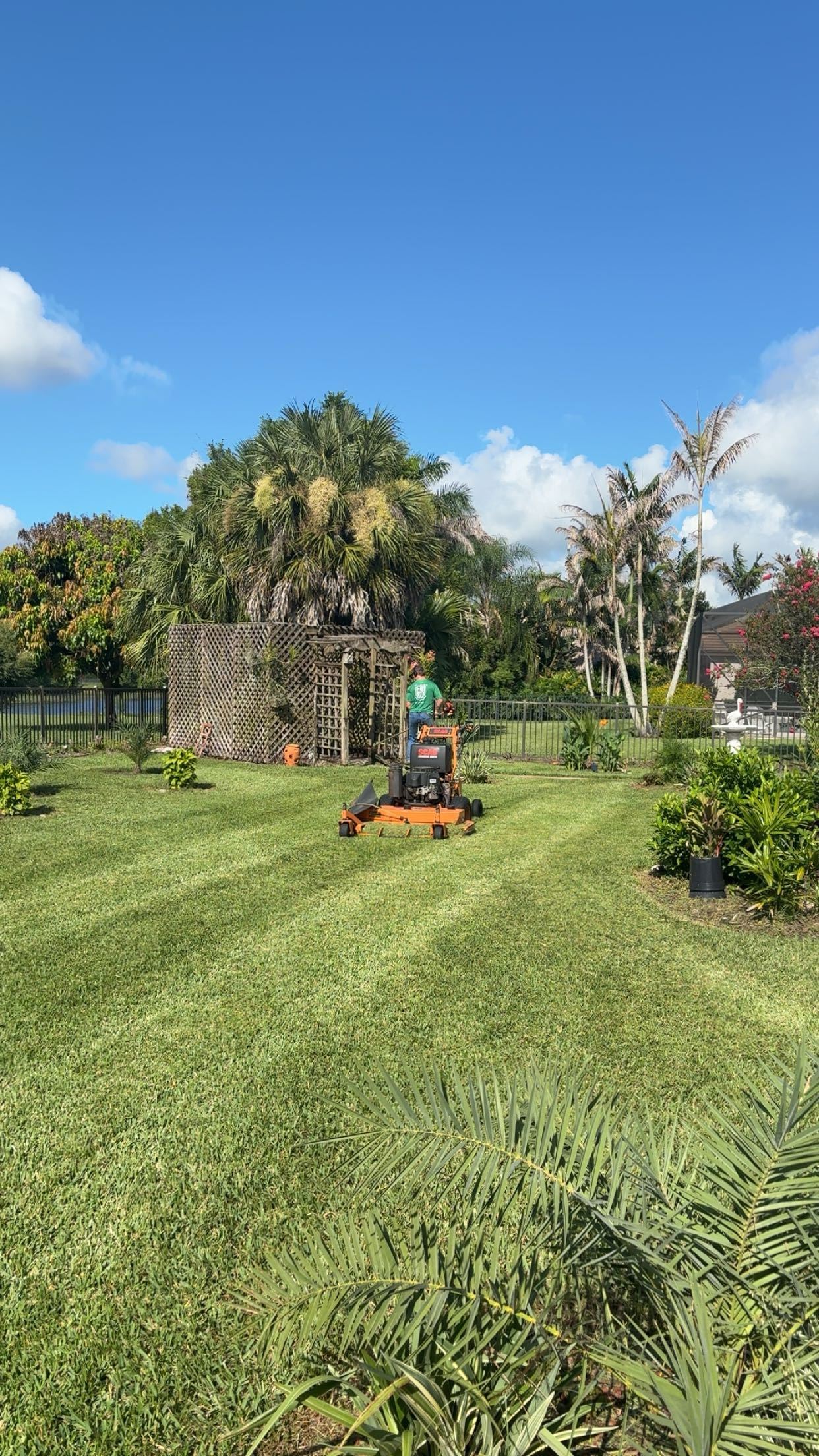 Person operating a zero-turn mower on a lush green lawn surrounded by palm trees and tropical vegetation.